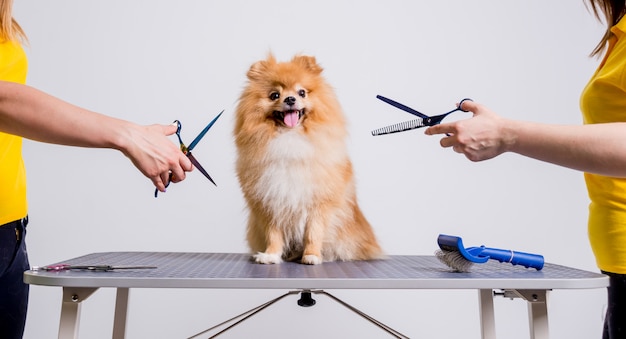 Professionele zorgt voor een hond in een gespecialiseerde salon