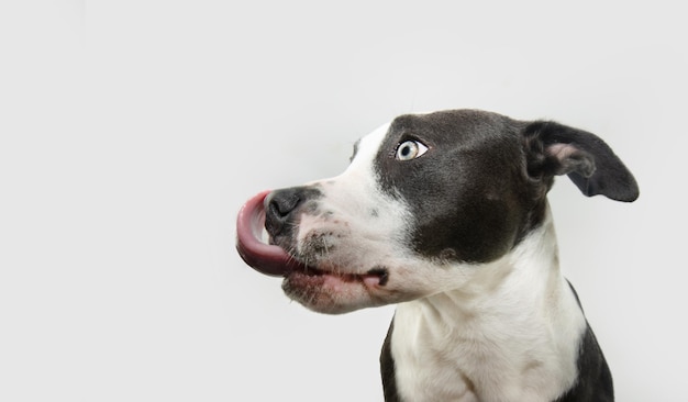Profiel hongerige Amerikaanse Staffordshire puppy hond die wegkijkt en zijn lippen met de tong likte geïsoleerd op witte achtergrond