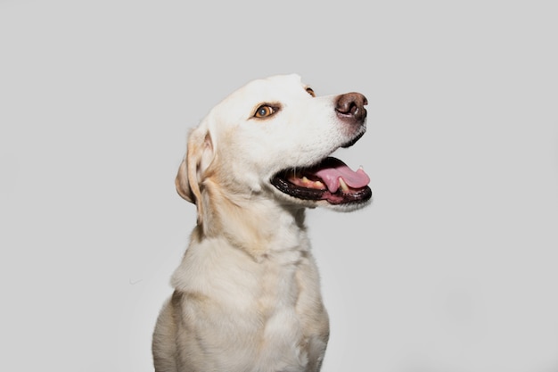 Profiel labrador retriever hond op zoek naar kant. Geïsoleerd op grijze achtergrond.