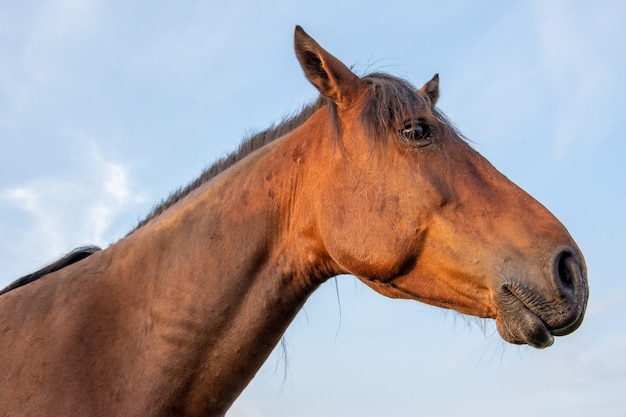 Profiel portret van een mooi bruin paard op een blauwe hemel met wolken