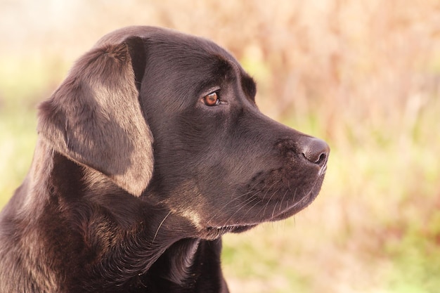 Profiel van een labrador retriever hond op een groene achtergrond Mooie jonge hond Dierlijk huisdier