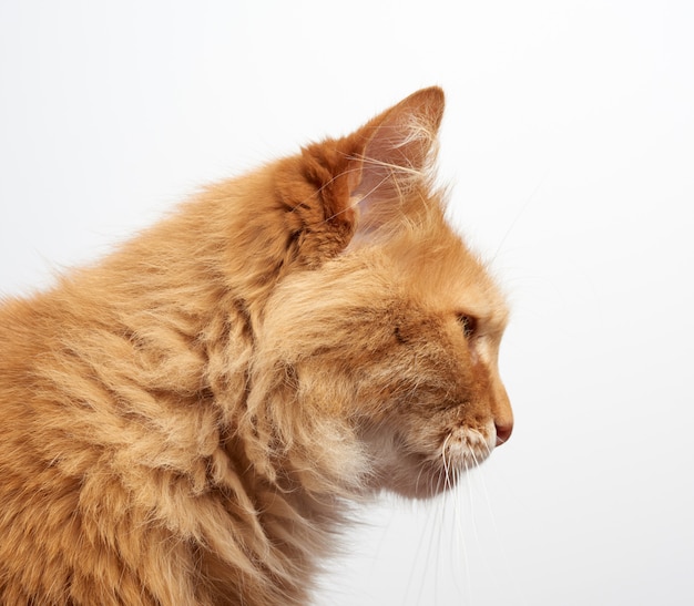 Profiel van een volwassen gember pluizige kat met een grote snor