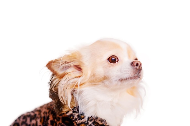 Profiel van een wit en gember chihuahua in kleding met luipaardprint Kleine rassenhond isoleert op wit