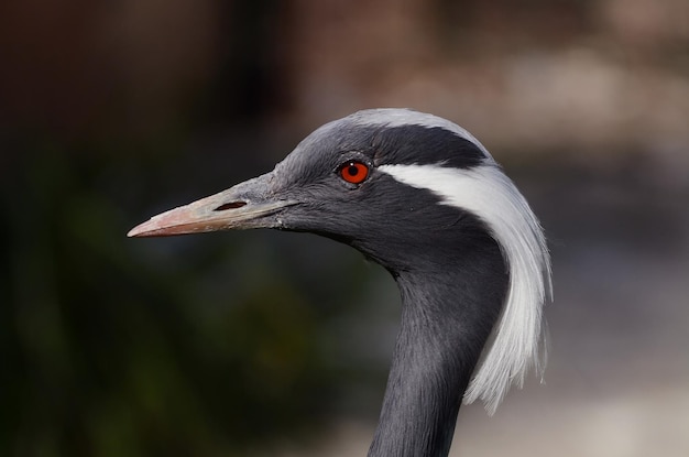 Foto profielbeeld van de vogel