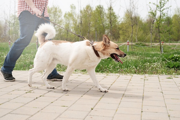 Profielfoto van een jonge kerel die zijn hond uitlaat in een park op een zonnige lentedag