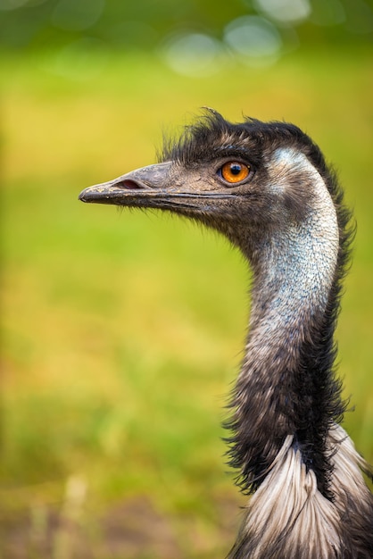 Profielportret van Australische Emu