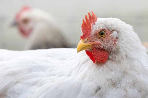 Profielportret van een witte en jonge haan met een mooie rode sjaal