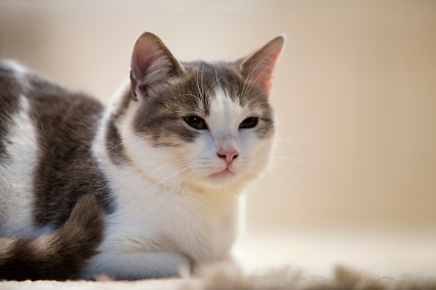 Profielportret van jong aardig klein leuk slim wit en grijs binnenlands kattenkatje met het glimlachen uitdrukking op witte exemplaarruimte. thuis houdend dierlijk huisdier, het wildconcept.