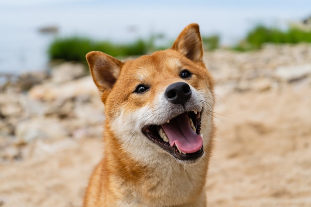 Profielportret van schattig shiba inu-mannetje dat zich in de zomer in het gras bevindt.