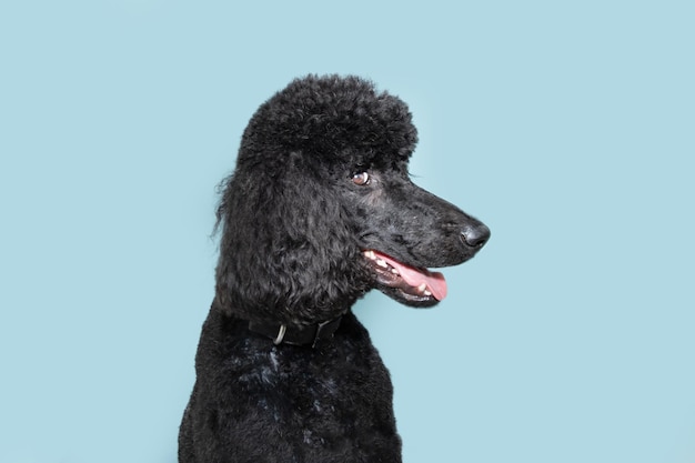 Profile black poodle looking away Isolated on blue pastel background