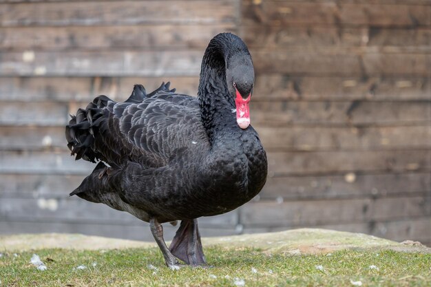 Profile of the black swan Cygnus atratus Beautiful west australian black swan