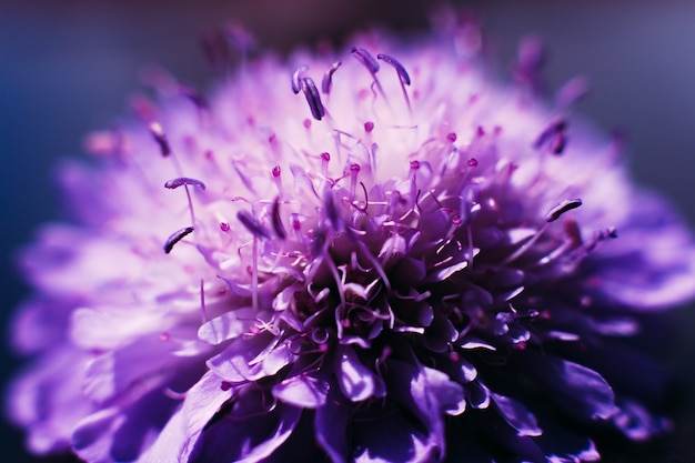 Profile blooming purple aster