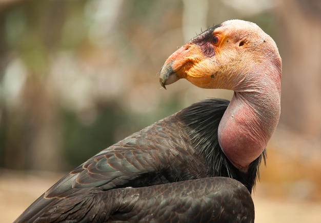 Profile of California Condor