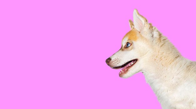 Profile Closeup op een rode drie maanden oude Puppy Husky hoofd mond open wegkijken geïsoleerd op roze