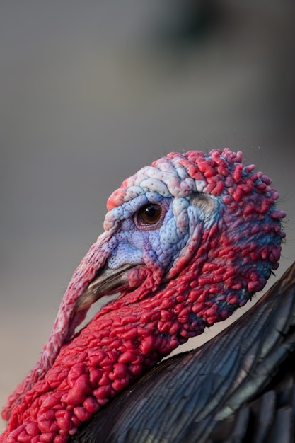 Profile of the colorfully head of a turkey 