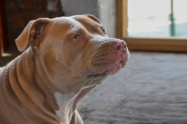 集中スコープによる犬の頭の輪郭