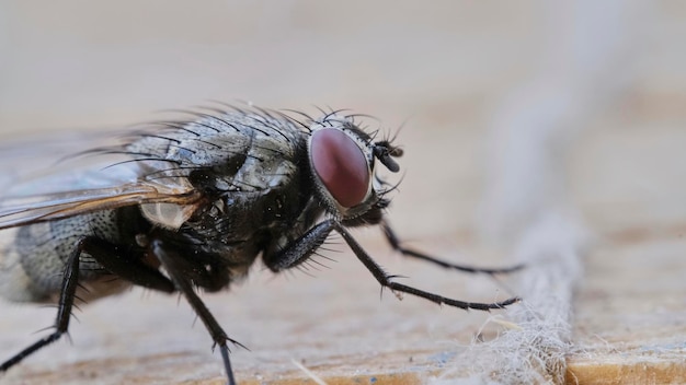 Photo profile fly on the street