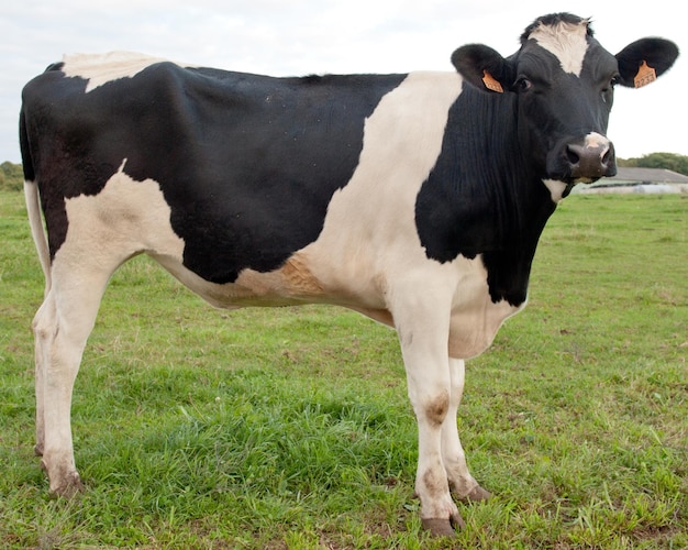 Profile full portrait of a cow in a field