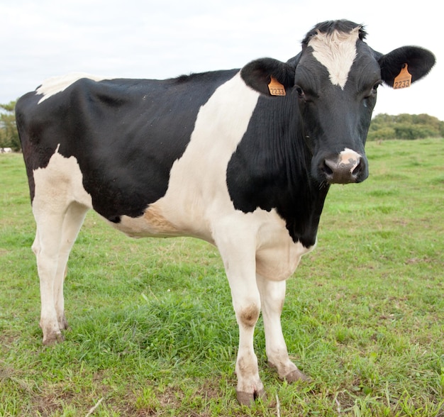 Profile full portrait of a cow in a field