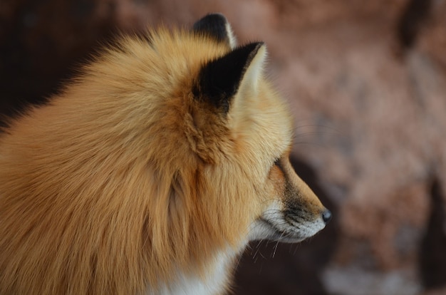 Profile of a gorgeous red fox face.