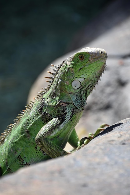 Foto profilo di una lucertola di iguana verde su una roccia