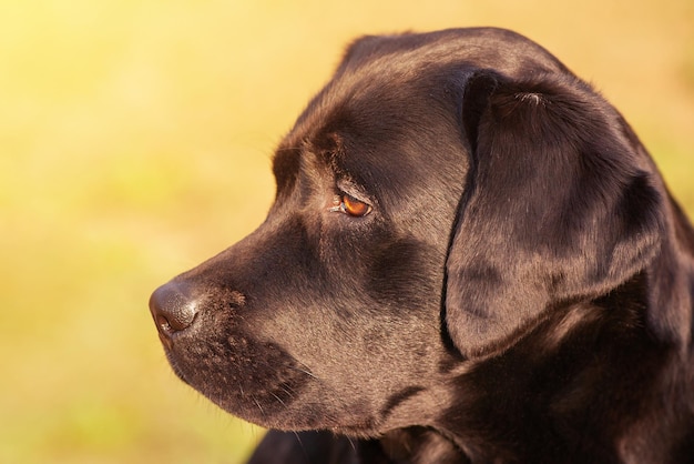 Profile of a labrador retriever dog on a green background Beautiful young labrador dog