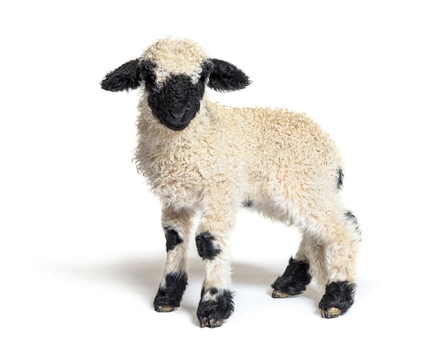 Profile of a lovely Lamb Valais Blacknose sheep three weeks old