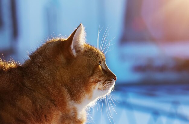 写真 屋外の美しいふわふわの赤い猫のプロフィール