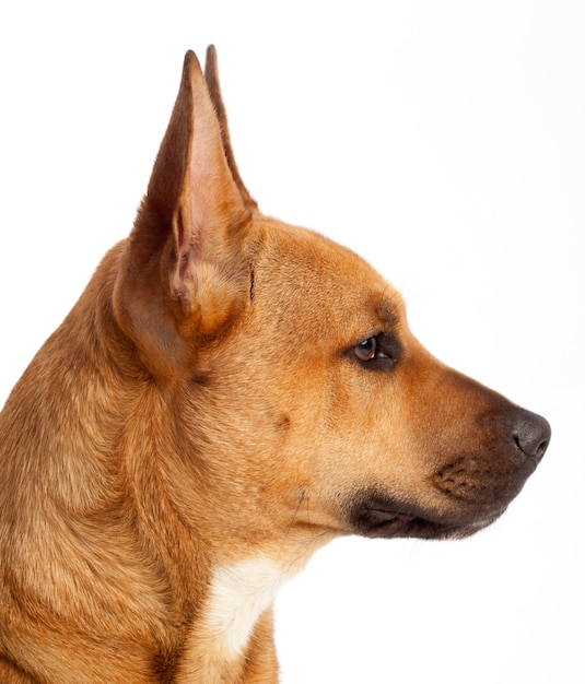 写真 茶色の犬の頭のプロファイル