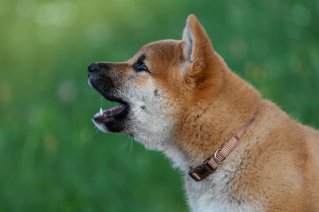 Profile portrait of a puppy with an open mouth. Shiba Inu dog.