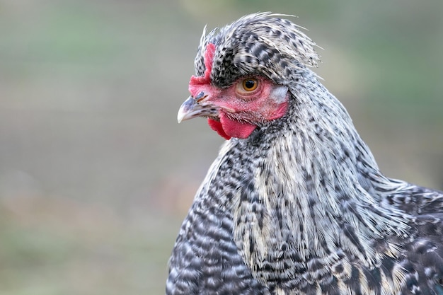 Profile portrait of speckled gray chicken with crest