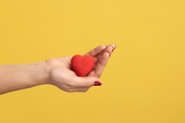 Profile side view closeup of woman hand holding tiny red heart symbol of love showing romantic feelings Indoor studio shot isolated on yellow background