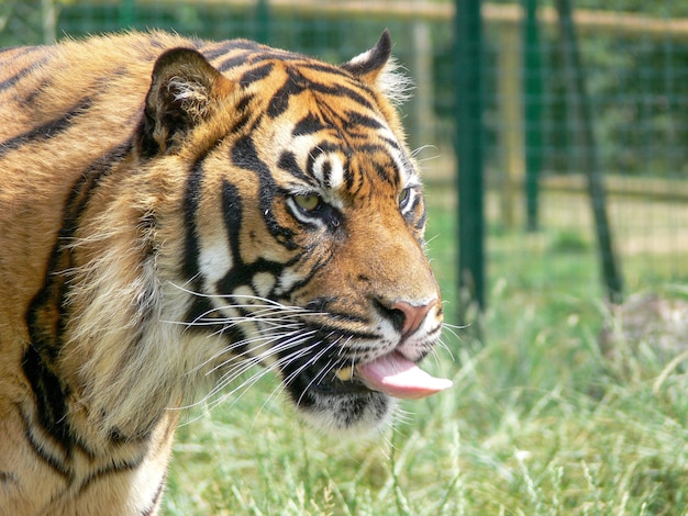 Profile of a tiger head in a zoo environment