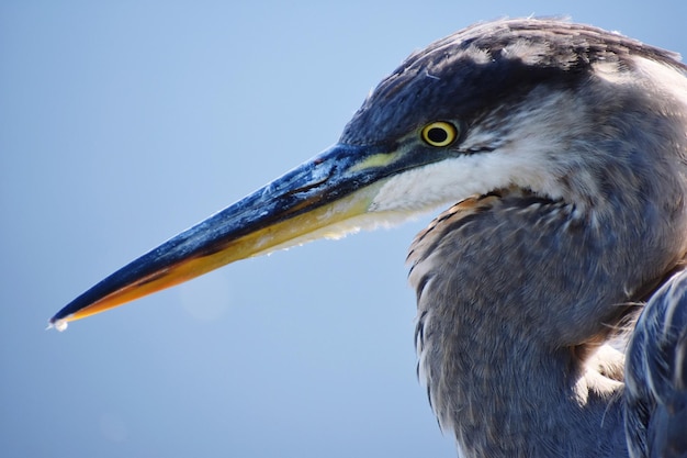 晴れた空を背景に鳥のプロフィールビュー