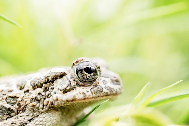 Foto vista di profilo di un rospo tra l'erba verde nel suo habitat