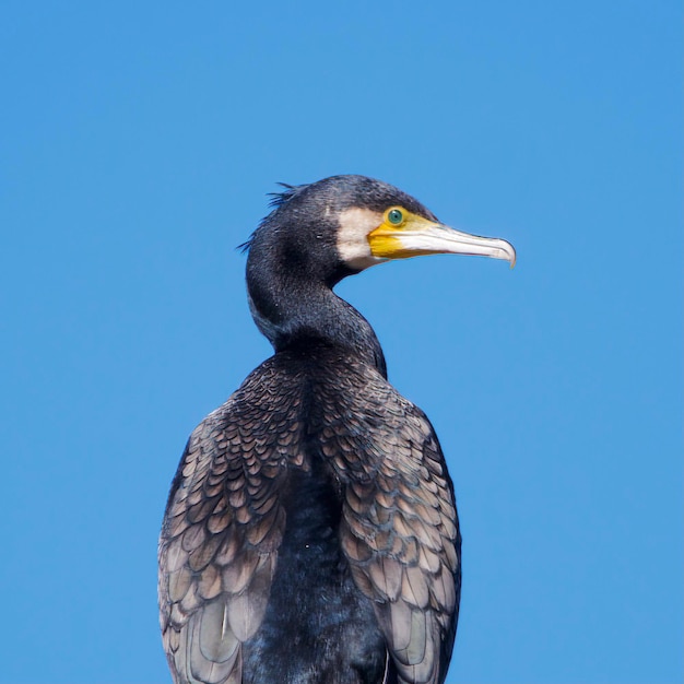 Profile view