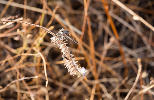 Promachus 昆虫 Promachus は強盗のハエの属ですそれは Asilinae の一部です。