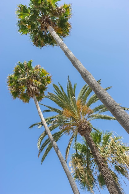 promenade langs de zee van palmen in Marbella Andalusië Spanje