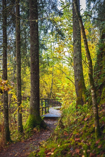 Promenade pad door herfst bos. Raiskums Red Cliffs Trail in het nationale park Gauja. Baltisch.