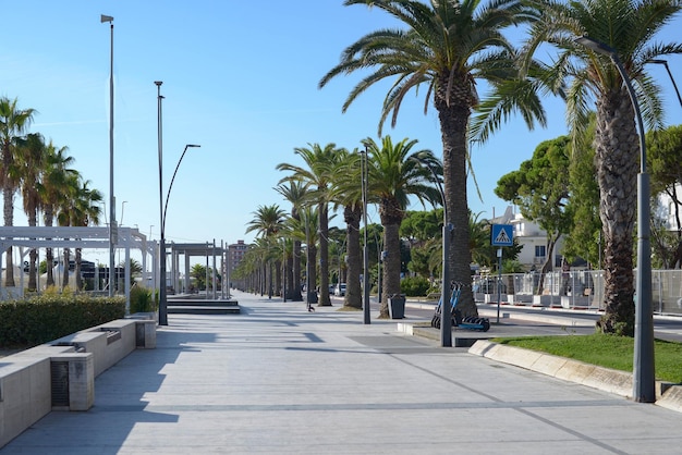 The promenade in the southern city palm trees