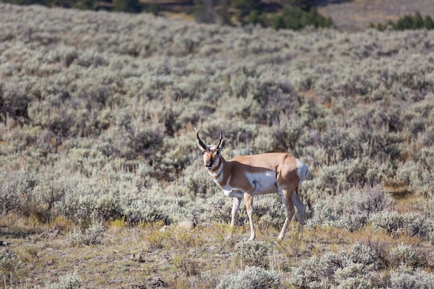 Pronghorn Antelope in american prairie, Utah, USA