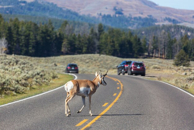 Pronghorn Antelope on the road,Yellowstone, Wyoming,  USA