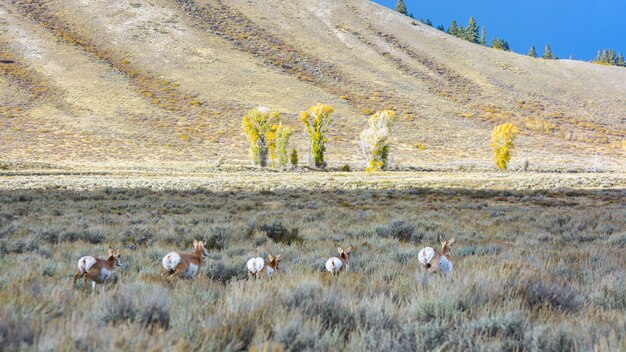 Pronghorn (Antilocapra americana) on the Run