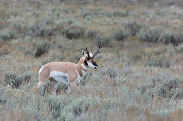 Pronghorn Antilocapra americana в Йеллоустонском национальном парке