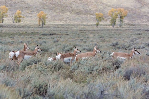 Pronghorn Antilocapra americana в Йеллоустонском национальном парке