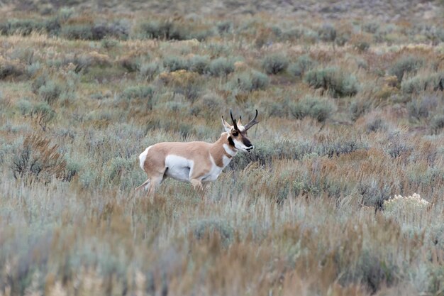 Pronghorn antilocapra americana nel parco nazionale di yellowstone