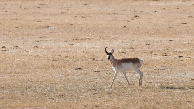 Pronghorn grazen op open vlaktes van Fort Collins, Colorado.