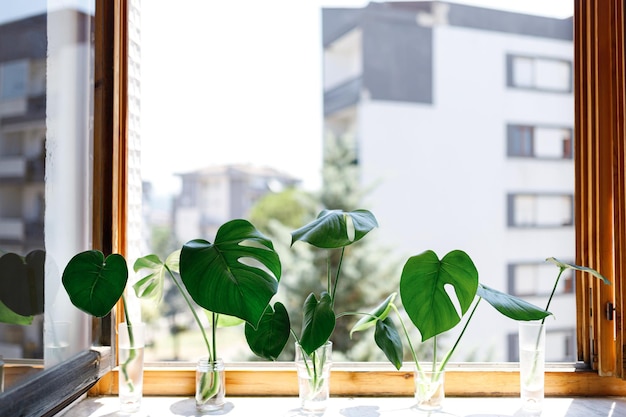 Propagating Swiss Cheese Plant Philodendron Monstera in water