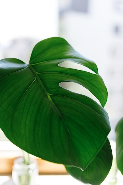 스위스 치즈 식물 Philodendron Monstera 물에서 번식