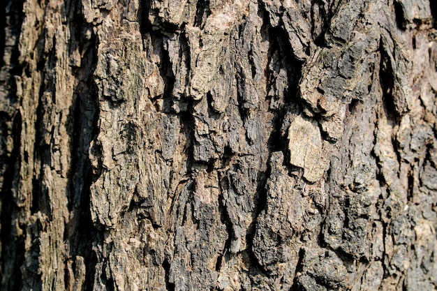 Prosopis Cineraria Tree Bark